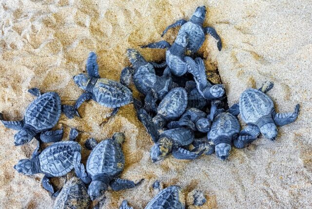 Nidi di tartaruga marina Caretta caretta