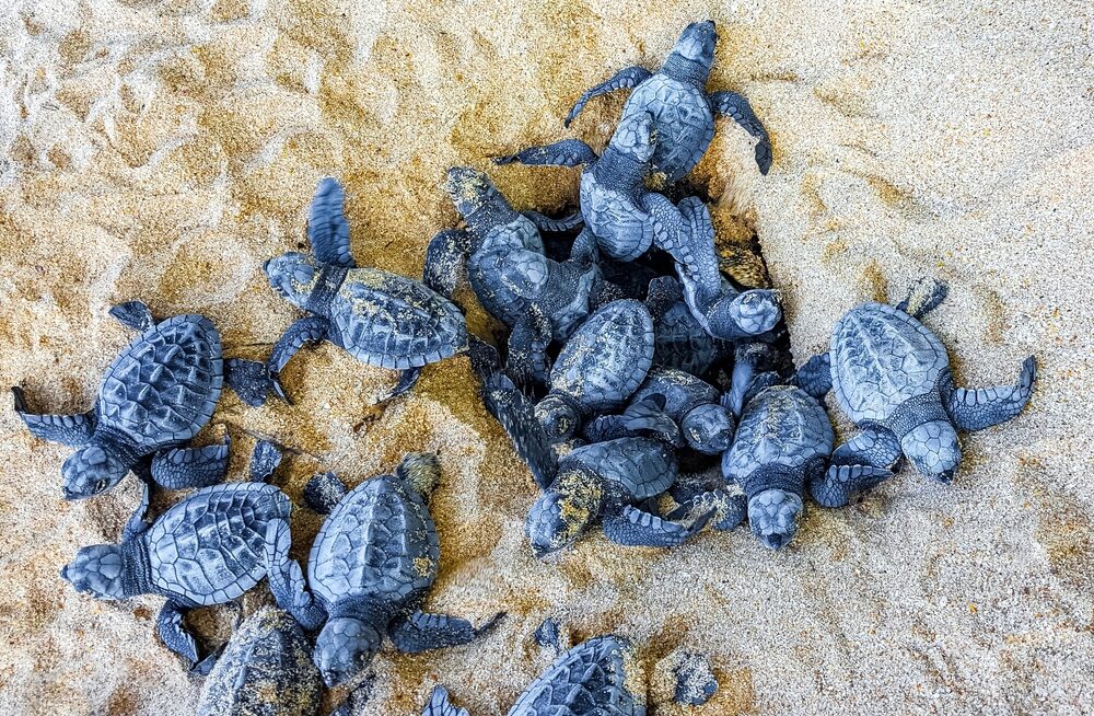 Nidi di tartaruga marina Caretta caretta