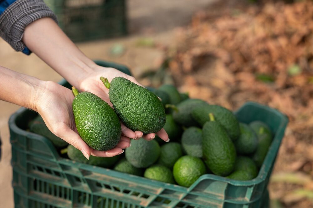Impianto di avocado in Sicilia