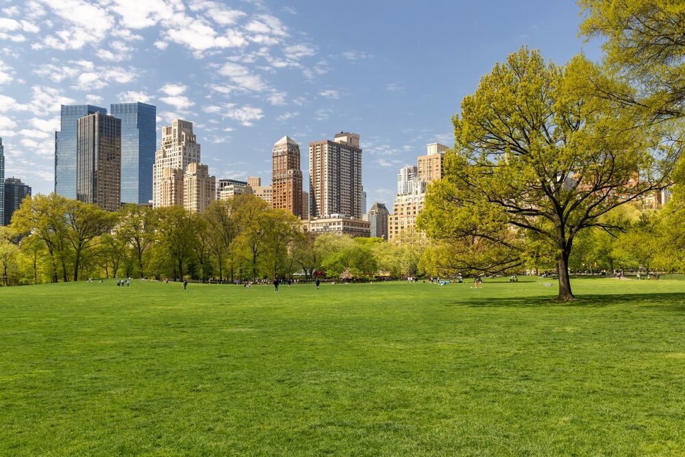 Alberi nelle città per contrastare il cambiamento climatico